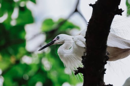 Photo for Egret bird at wild nature, Tai PO, hong kong - Royalty Free Image