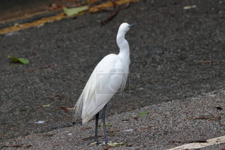Great White Egret, posado en la rama