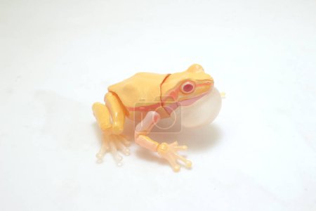 The Captivating White Paneled Frog, scale toy figure