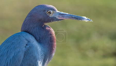 Photo for Little blue heron (egretta caerulea)  in a marsh in central Florida - Royalty Free Image