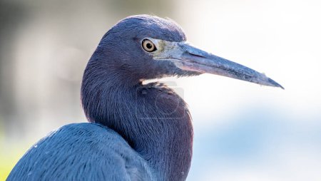 Photo for Little blue heron in a marsh in central Florida - Royalty Free Image