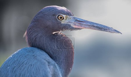Photo for Little blue heron (egretta caerulea)  in a marsh in central Florida - Royalty Free Image