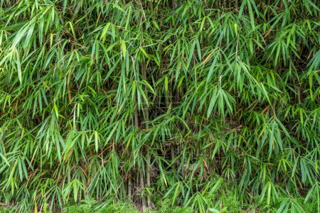Téléchargez les photos : Bosquet de bambous dans une forêt tropicale humide à Singapour - en image libre de droit