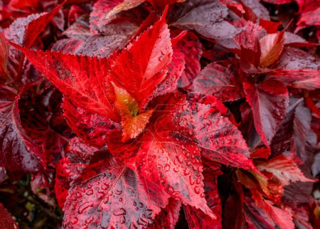 Leuchtend rote Blätter einer Akalypha wilkesiana, oder Kupferblatt-Pflanze, die in einem tropischen Garten in Taiwan wächst