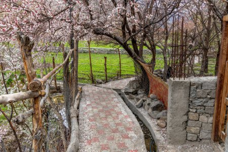 Pink apricot blossoms in the small farming village of Turtuk in northern India