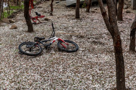 Foto de Bicicleta infantil en el suelo con miles de flores de albaricoque rosa caído, en el pueblo agrícola de Turtuk en el norte de la India - Imagen libre de derechos