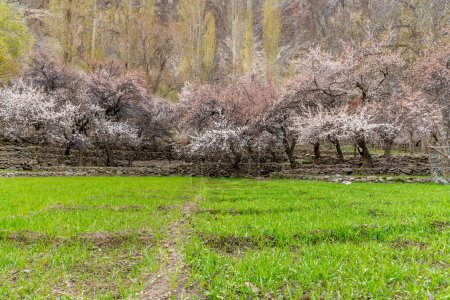 Pink apricot blossoms in the small farming village of Turtuk in northern India