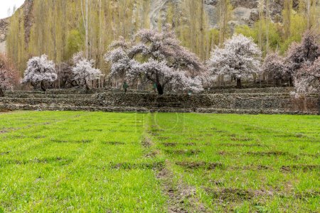 Pink apricot blossoms in the farming village of Turtuk in northern India near the borders with Pakistan and Tibet