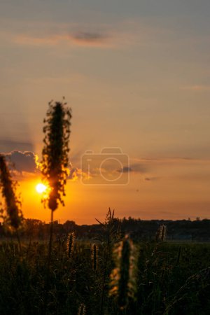 Photo for Golden Sunrise with mature grass seed heads silhouetted in the rays of the morning sun. - Royalty Free Image