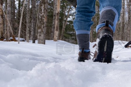 Photo for Winter hiker walking along a snowy pathway into the woods. - Royalty Free Image