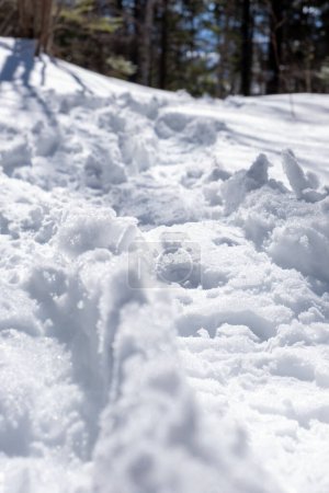 Photo for Close up of fresh snow shoe tracks with selective focus and forest in the background - Royalty Free Image