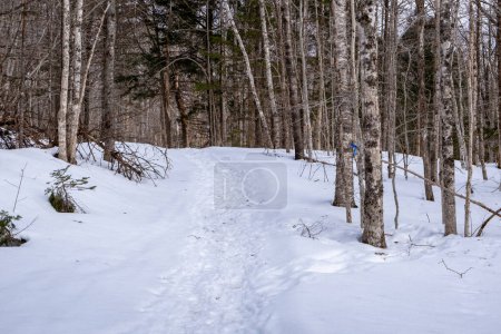 Photo for A snow shoe trail leading into the forest - Royalty Free Image