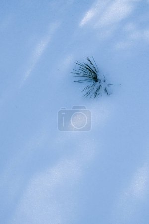 Photo for Pine Seedling poking through a winer snow drift - Royalty Free Image