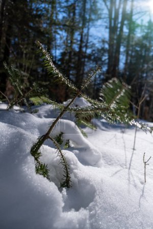 Photo for Coniferous seedling poking through a snow drift reaching for the spring sunlight. - Royalty Free Image