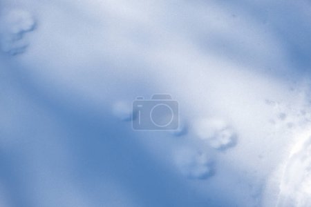 Photo for Snow Shoe Hare Tracks in the fresh snow. - Royalty Free Image