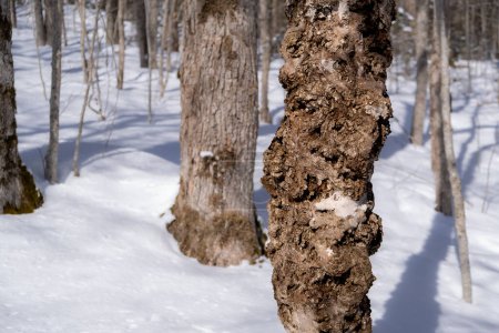 tree trunk in the snowy forest showing canker disease