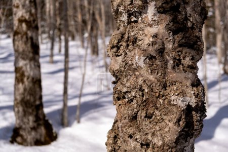 close up of tree trunk in the forest of snow showing canker disease