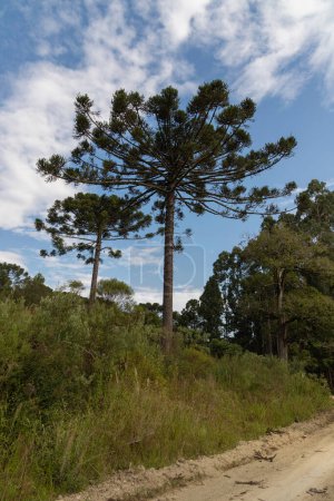Foto de Parana pine, with the scientific name Araucaria angustifolia (in Latin), with a beautiful blue sky in the background with clouds forming a beautiful contrast of colors to the landscape. - Imagen libre de derechos