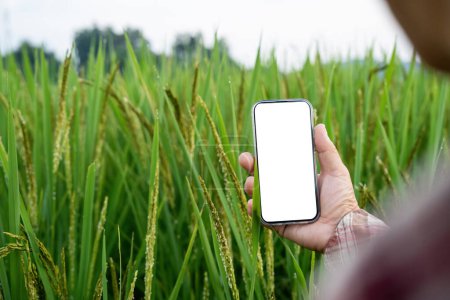 Landwirt mit Handy mit weißem Bildschirm, der Bericht über die Landwirtschaft auf dem Bauernhof überprüft.