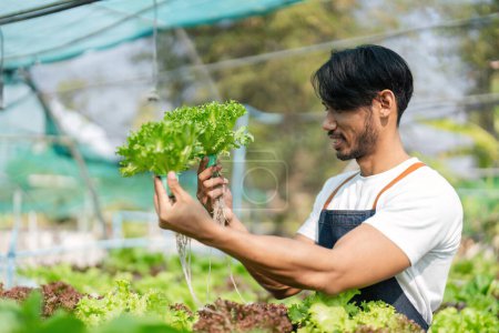 Photo for Asian man farmer working in organic vegetables hydroponic farm. Male hydroponic salad garden owner checking quality of vegetable in greenhouse plantation. Food production business industry concept. - Royalty Free Image