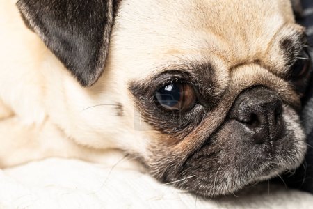 Photo for Portrait of pug breed dog with adorable face - Royalty Free Image