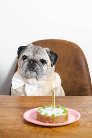 Photo for Beautiful pug breed dog celebrating his birthday with a cake. Dog birthday cake. - Royalty Free Image