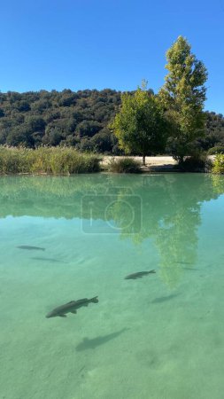 Photo for Baos de las Mulas in Ruidera in Castilla la Mancha, Spain. Among the fauna of the lagoons there are fish such as boga, carp, pike and black-bass. - Royalty Free Image