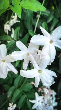 White jasmine flower in garden