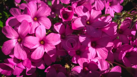 dark pink oxalis petals in a garden