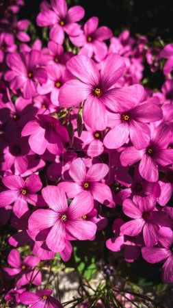 dunkelrosa Oxalis Blütenblätter in einem Garten