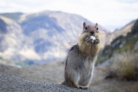Squirrel eating a popcorn kernel in Yosemite National Park in the United States. Feeding animals in national parks