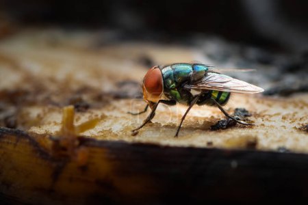 Foto de Colorida mosca doméstica verde usando su labelo para chupar carne de plátano - Imagen libre de derechos