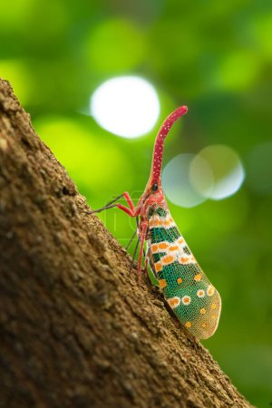 Foto de Colorida Karen Linterna con cuernos en el tronco del árbol con fondo borroso verde y bokeh - Imagen libre de derechos
