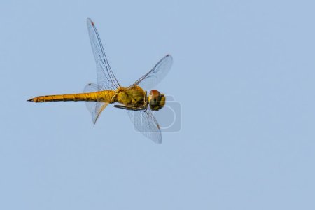 Male Globe Skimmer dragonfly or Wandering Glider levitating in mid air