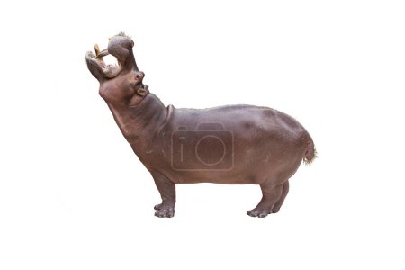 Téléchargez les photos : Hippopotame ouvre largement la bouche isolé sur fond blanc - en image libre de droit