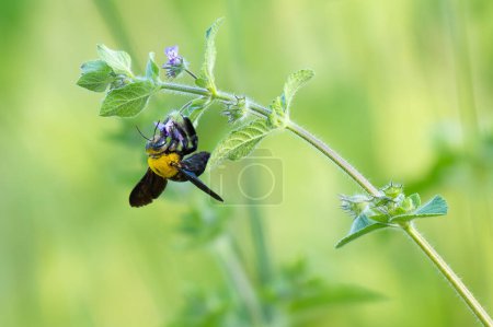 Photo for Tropical carpenter bee collecting nectar from horehound plant flower - Royalty Free Image