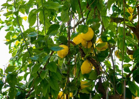 Téléchargez les photos : Arbre aux nombreux citrons en Amalfi Italie - en image libre de droit