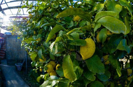 Téléchargez les photos : Arbre aux nombreux citrons en Amalfi Italie - en image libre de droit