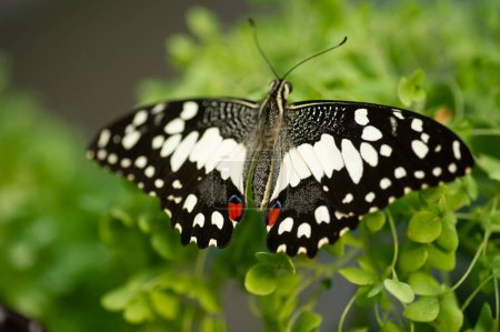 Téléchargez les photos : Papillon de couleur noir et blanc photographié de près assis sur une plante verte. Concentration sélective . - en image libre de droit