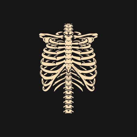 Illustration for Chest bone. T-shirt print for Horror or Halloween. Hand drawing illustration isolated on black background - Royalty Free Image