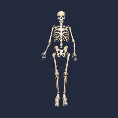 Ilustración de El esqueleto humano. Vista frontal. Anatomía. Ilustración vectorial aislada - Imagen libre de derechos