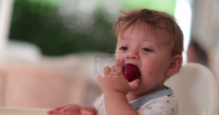 Foto de Lindo bebé agarrando ciruela fruta postre y tomando un bocado - Imagen libre de derechos