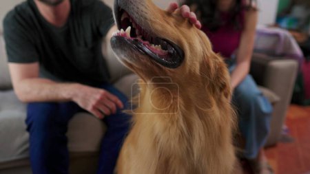Photo for Happy couple with their Dog at home. Man and woman petting their beautiful Golden Retriever - Royalty Free Image