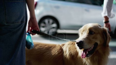 Photo for Waiting at the crosswalk_ A woman and her Golden Retriever - Royalty Free Image