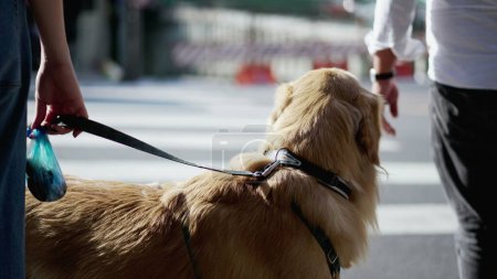 Photo for Waiting at the crosswalk_ A woman and her Golden Retriever - Royalty Free Image