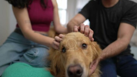 Téléchargez les photos : Les propriétaires de chiens caressant leur magnifique Golden Retriever à l'intérieur. Homme et femme interagissant avec Pet - en image libre de droit