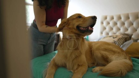Photo for Golden retriever on bed being caressed by female owner. Candid authentic real life Pet owner at apartment - Royalty Free Image
