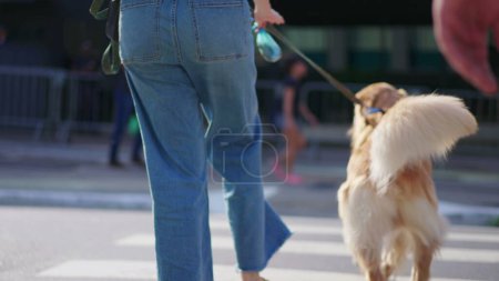 Foto de Detrás de Dog en una calle de cruce de correa. Propietario sosteniendo Golden Retriever Pet por correa en entorno urbano - Imagen libre de derechos
