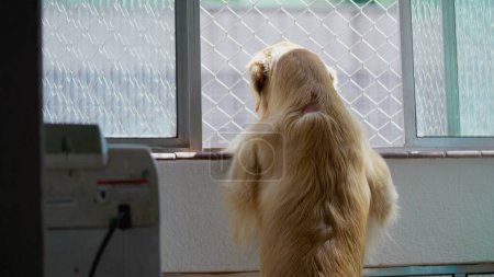 Foto de Curious Dog Watches the World Go By from Window (en inglés). Pet Golden Retriever Admira la Vista desde la Ventana del Apartamento - Imagen libre de derechos