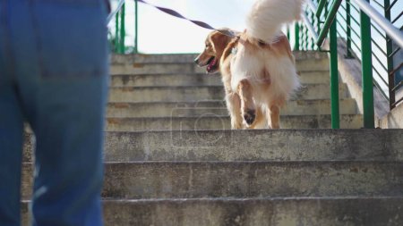 Foto de Perro en una correa escalando escaleras en el exterior en el entorno urbano. Propietario va a dar un paseo con Golden Retriever Pet. Rutina diaria de estilo de vida - Imagen libre de derechos
